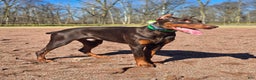 Doberman Pinscher dogs for sale: Koda - Ad 4