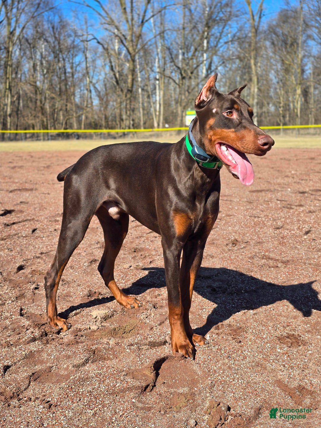 Doberman Pinscher dogs for sale: Koda - Ad 4