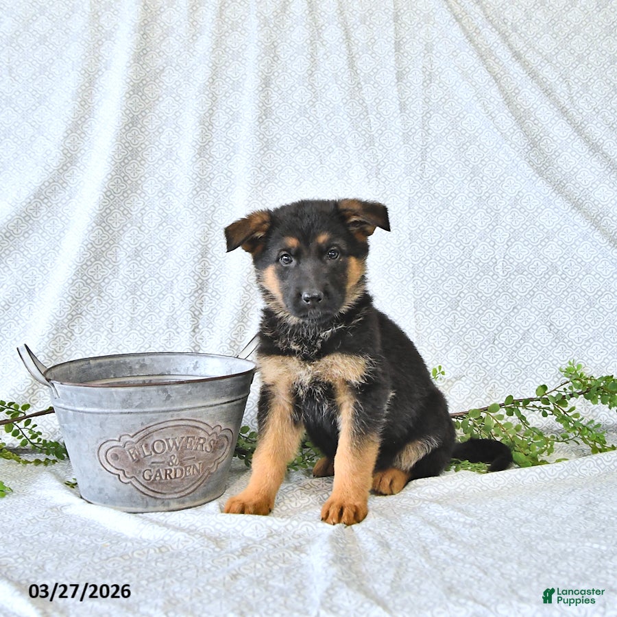 German Shepherd dogs Rizzo - Ad 1