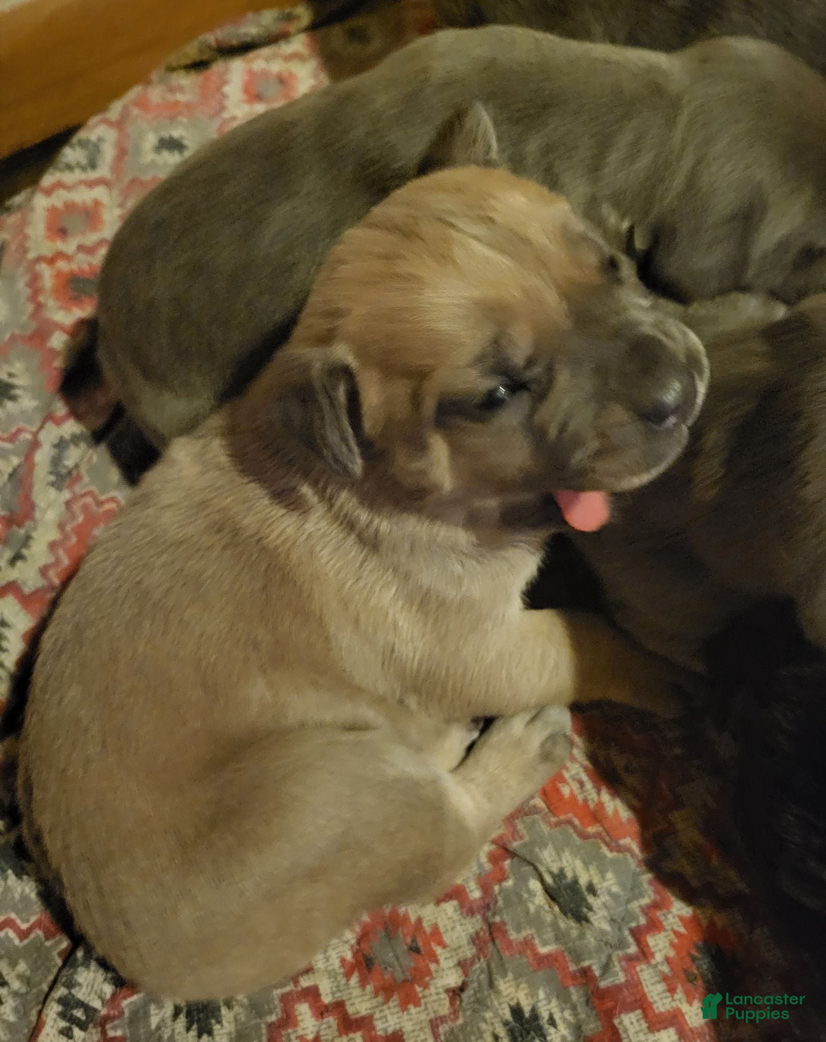 Cane Corso dogs for sale: Cane Corso She - Ad 2