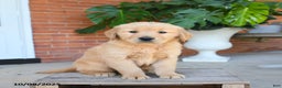 Golden Retriever dogs for sale: Gunner - Ad 4