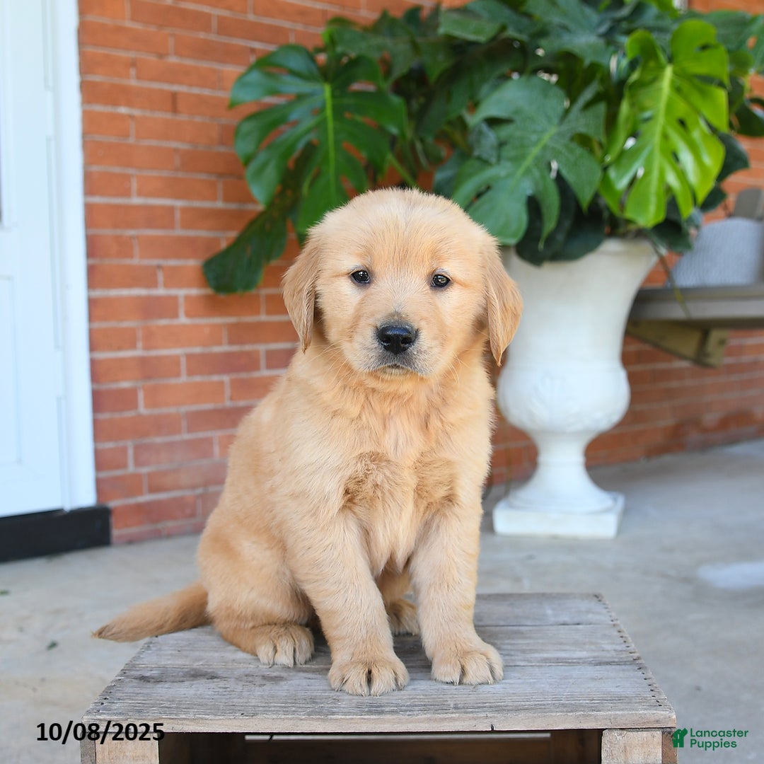 Golden Retriever dogs for sale: Gunner - Ad 4