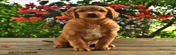 Golden Retriever dogs for sale: Ozzie - Ad 2