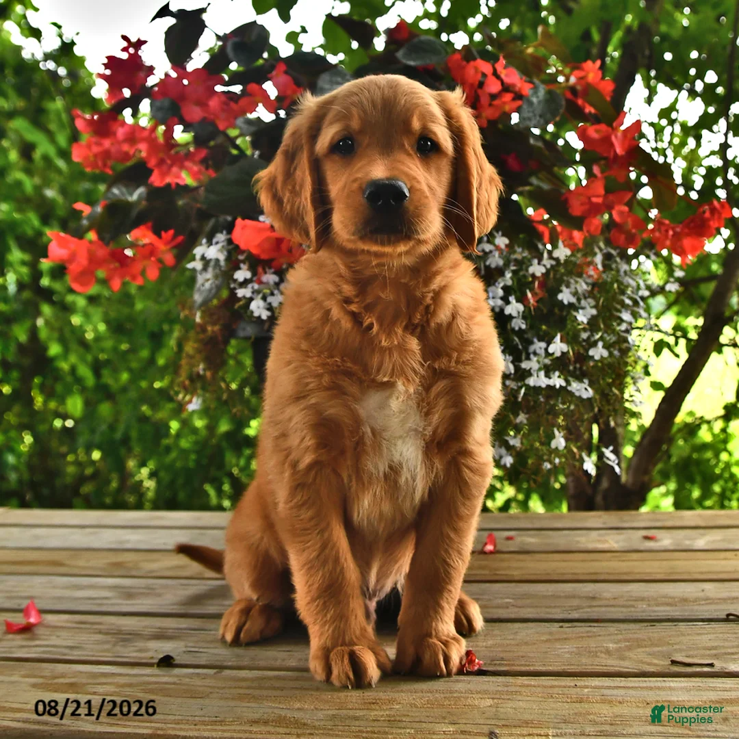 Golden Retriever dogs for sale: Ozzie - Ad 2