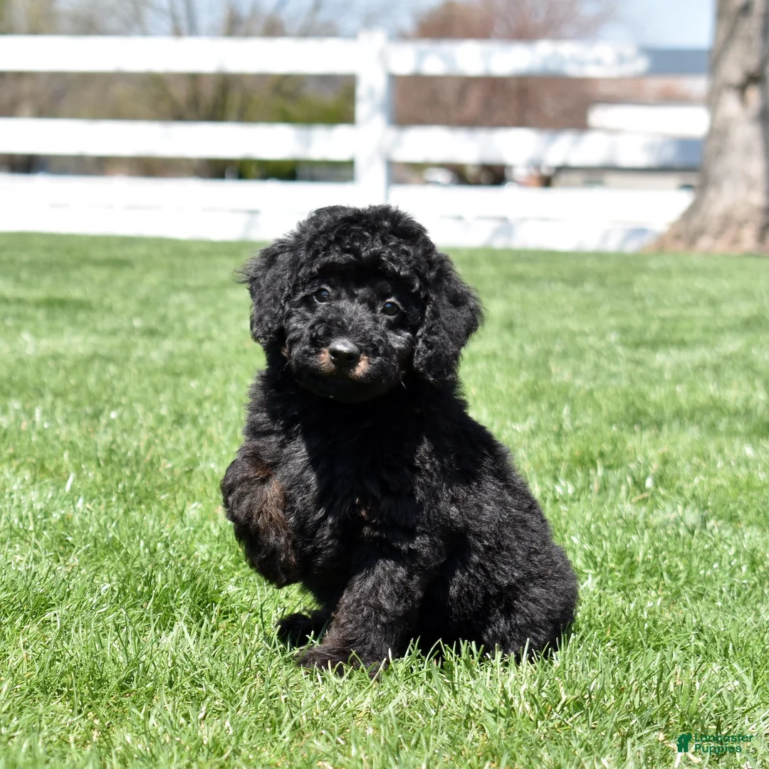 Miniature Poodle dogs for sale: Onyx  - Ad 1