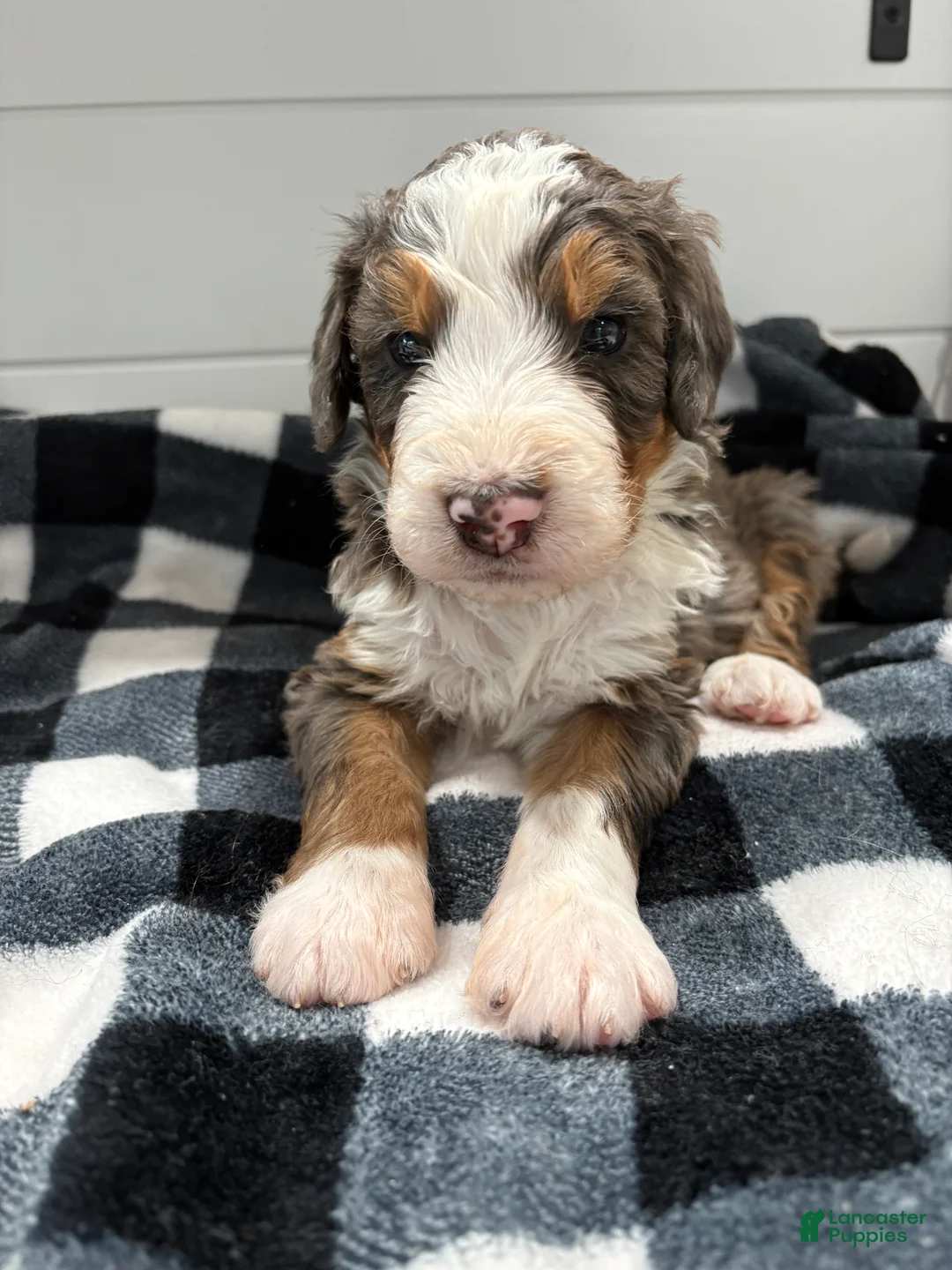 Bernedoodle dogs for sale: Bryce - Ad 4
