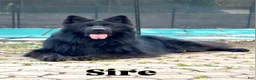 German Shepherd dogs for sale: Queen - Ad 4