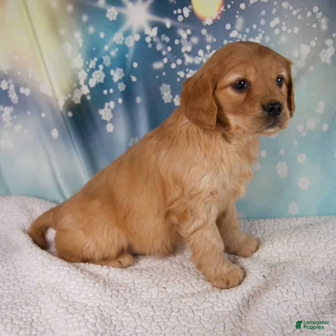 Mixed Breed dogs for sale: Jade - Ad 3