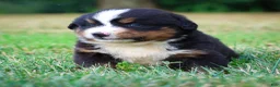 Bernese Mountain Dog dogs for sale: Summit - Ad 2