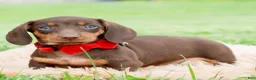 Miniature Dachshund dogs for sale: Hawtdog - Ad 3