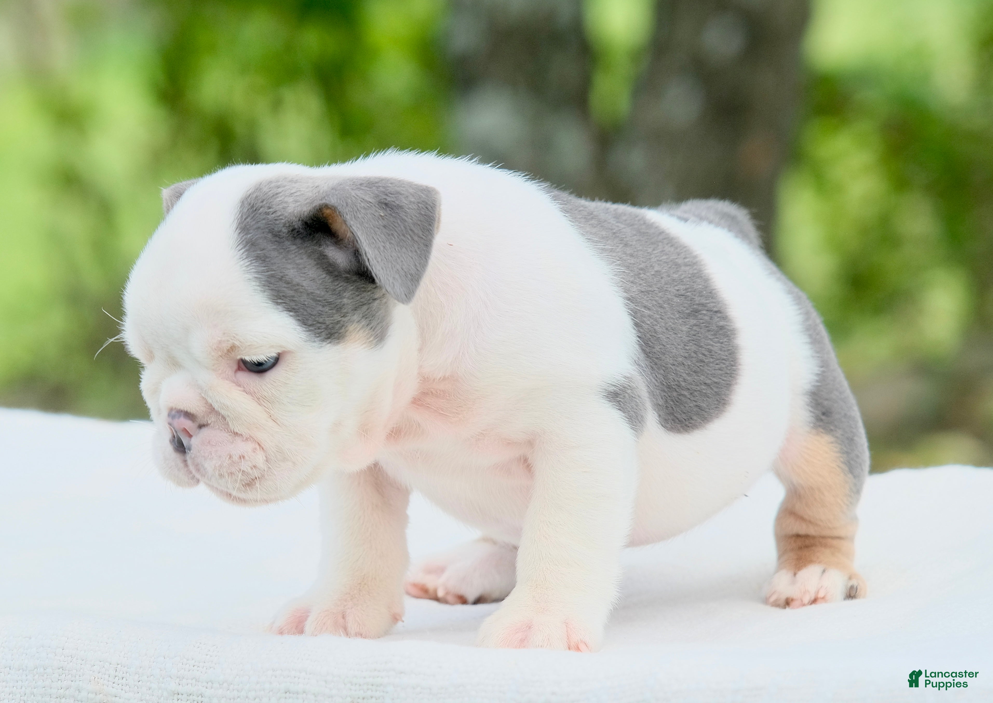 English Bulldog dogs Lily - Ad 2