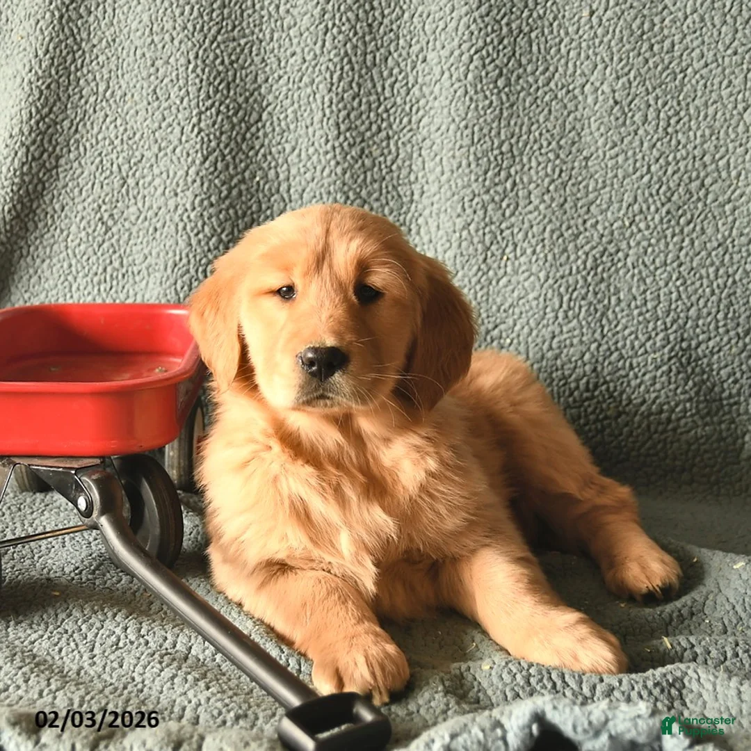 Golden Retriever dogs for sale: Koko  - Ad 2