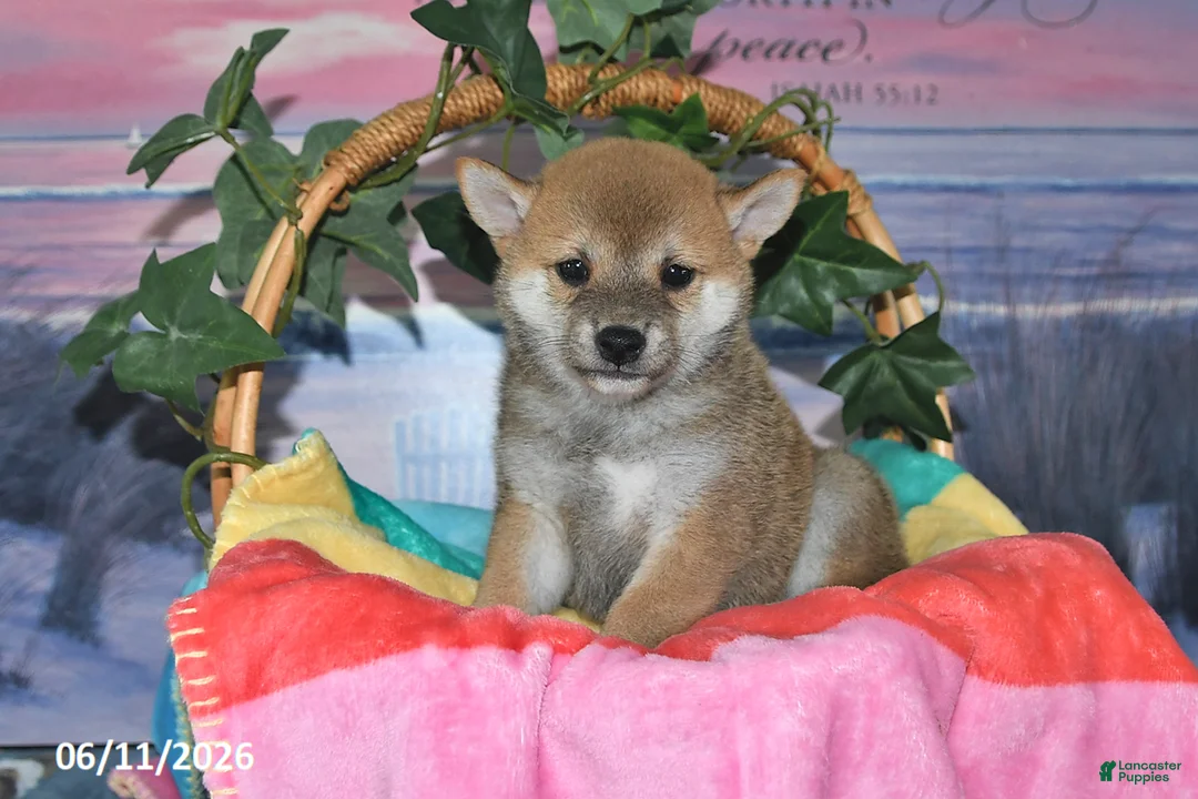 Shiba Inu dogs for sale: Charlotte - Ad 2