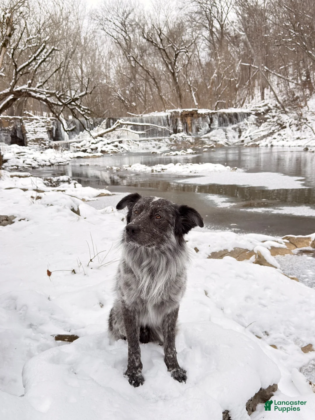 Mixed Breed dogs for stud: Osiris - Ad 2