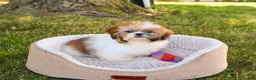Shih Tzu dogs for sale: Flower  - Ad 6