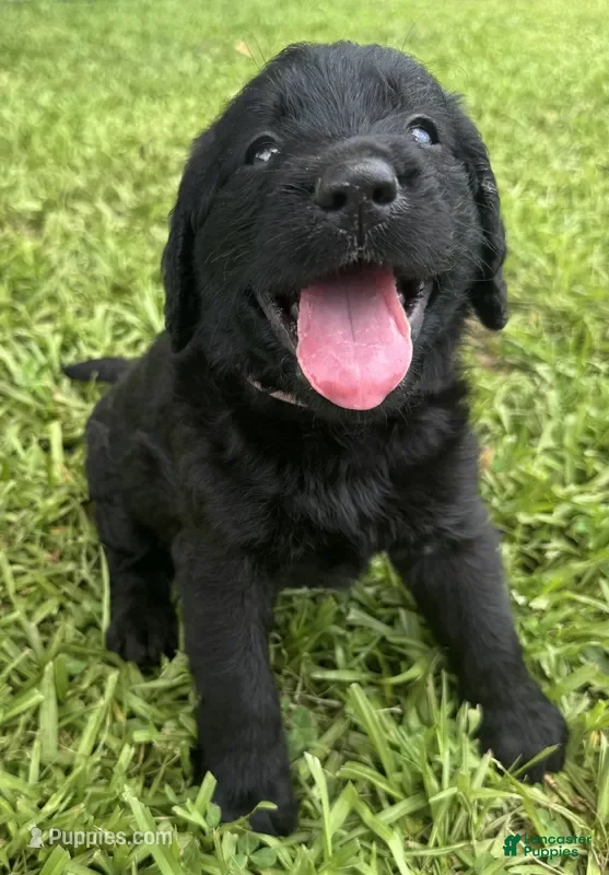 Labradoodle dogs Skye - Ad 8