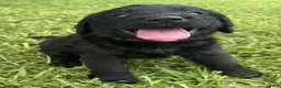 Labradoodle dogs for sale: Skye - Ad 1