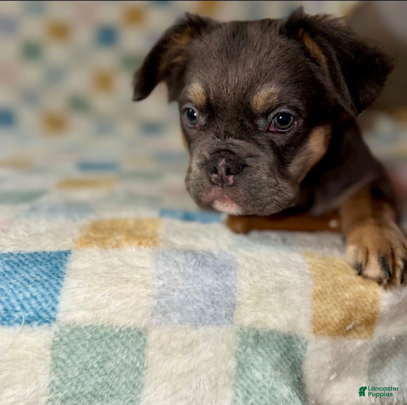 French Bulldog dogs Sire - Ad 8
