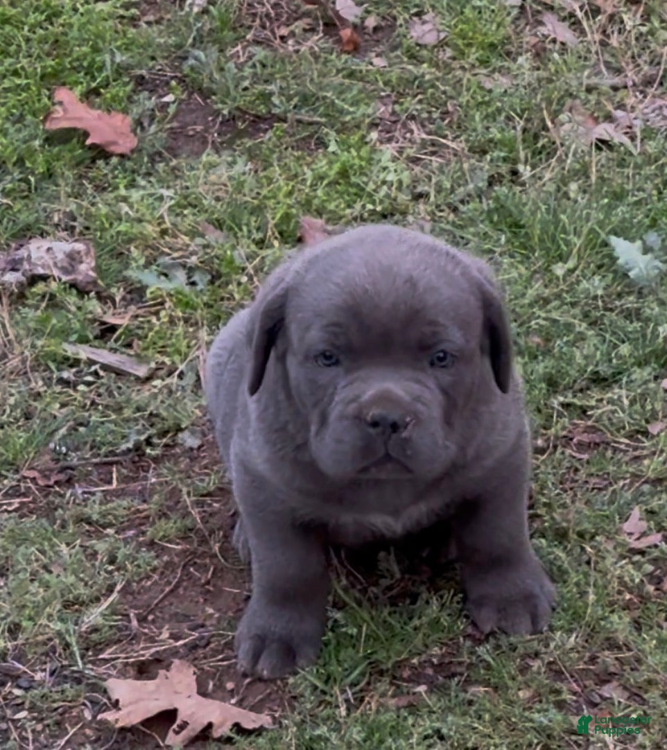 Cane Corso dogs Cane Corso Puppy 1 - Ad 2