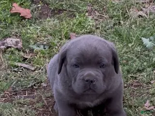 Cane Corso dogs Cane Corso Puppy 1 - Ad 2
