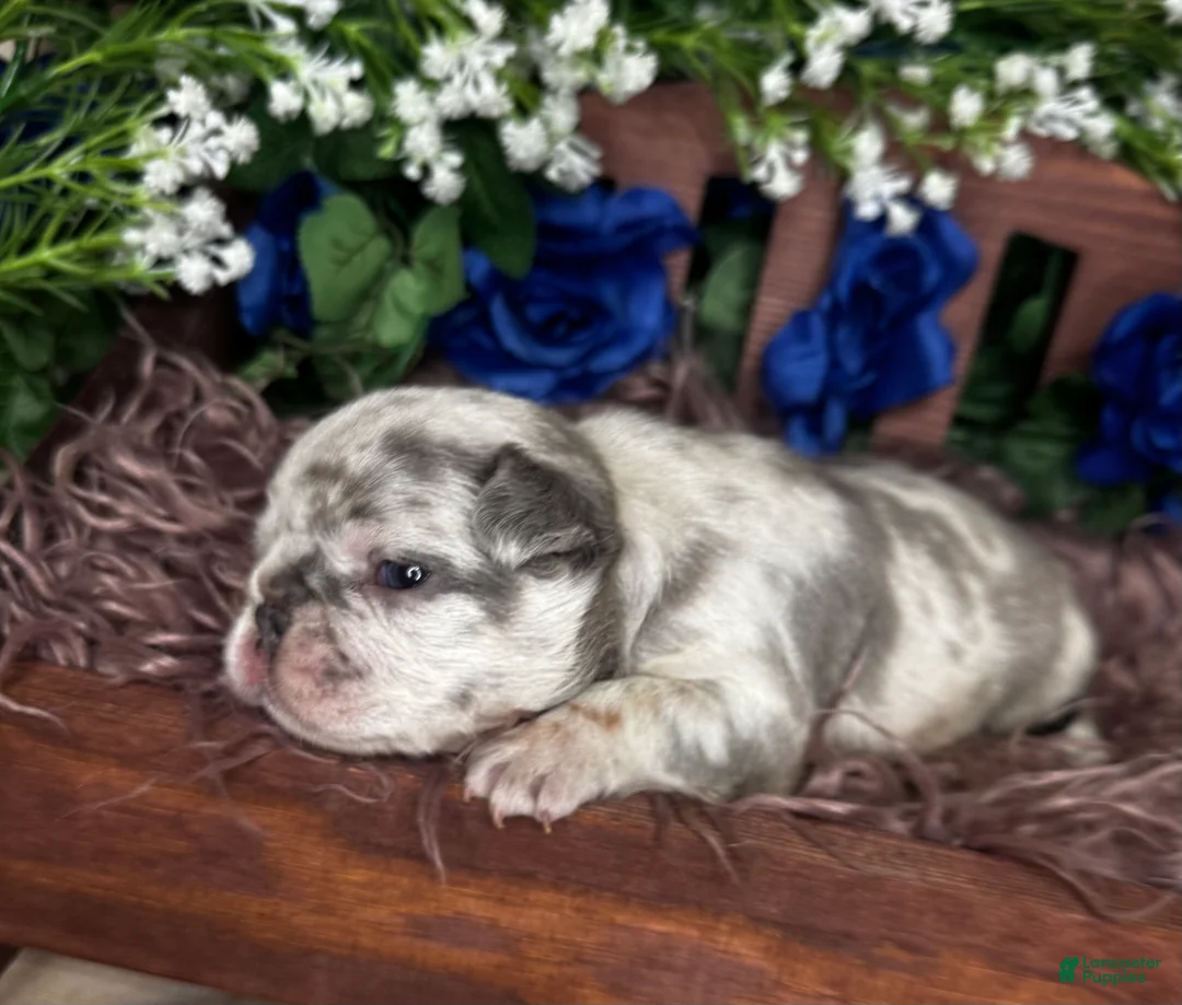 French Bulldog dogs for sale: AIKO - Ad 8