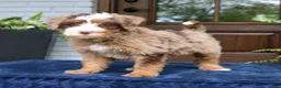 Mini Bernedoodle dogs for sale: Emrys  - Ad 1