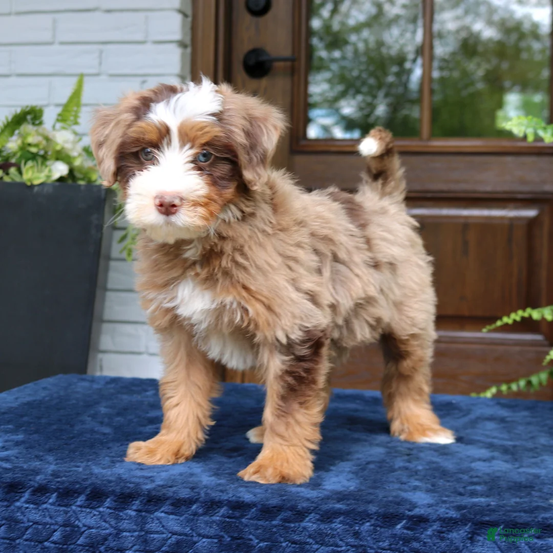 Mini Bernedoodle dogs for sale: Emrys  - Ad 1