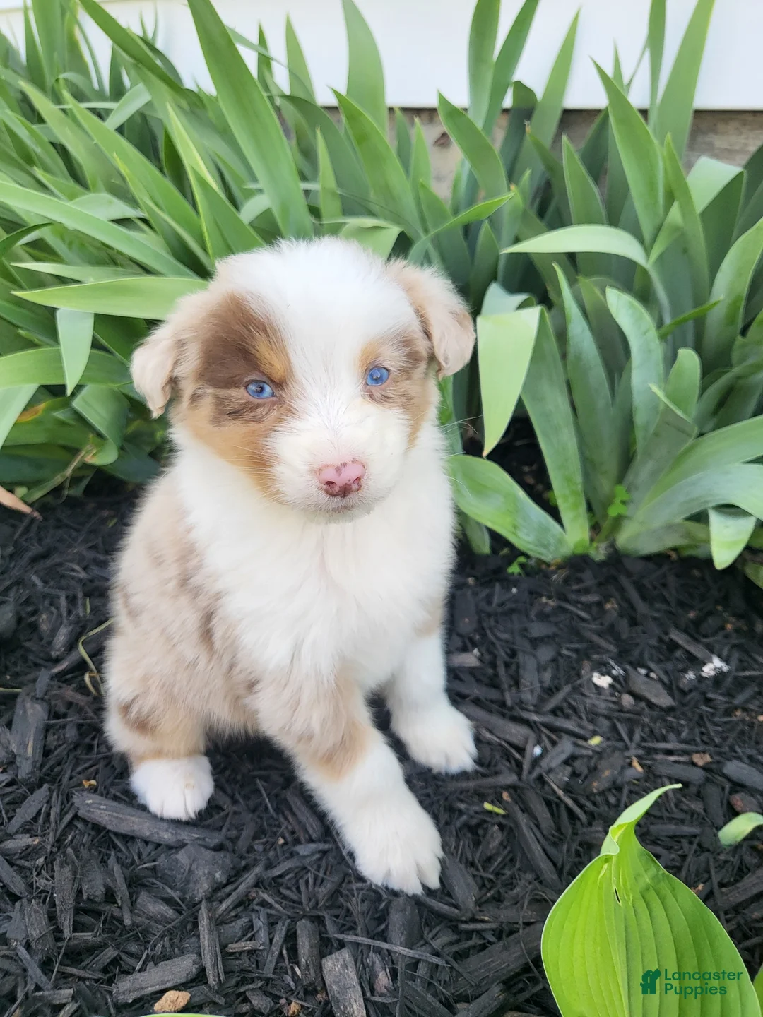 Australian Shepherd dogs for sale: Australian Shepherd Puppy 2 - Ad 2