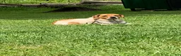 Beabull dogs for sale: Pork chop - Ad 4