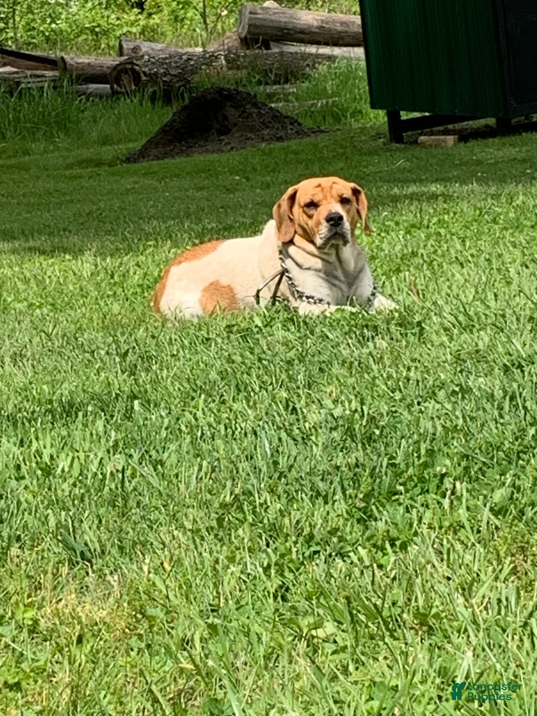 Beabull dogs for sale: Pork chop - Ad 4