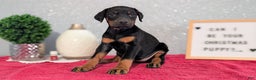 Doberman Pinscher dogs for sale: Lily - Ad 2