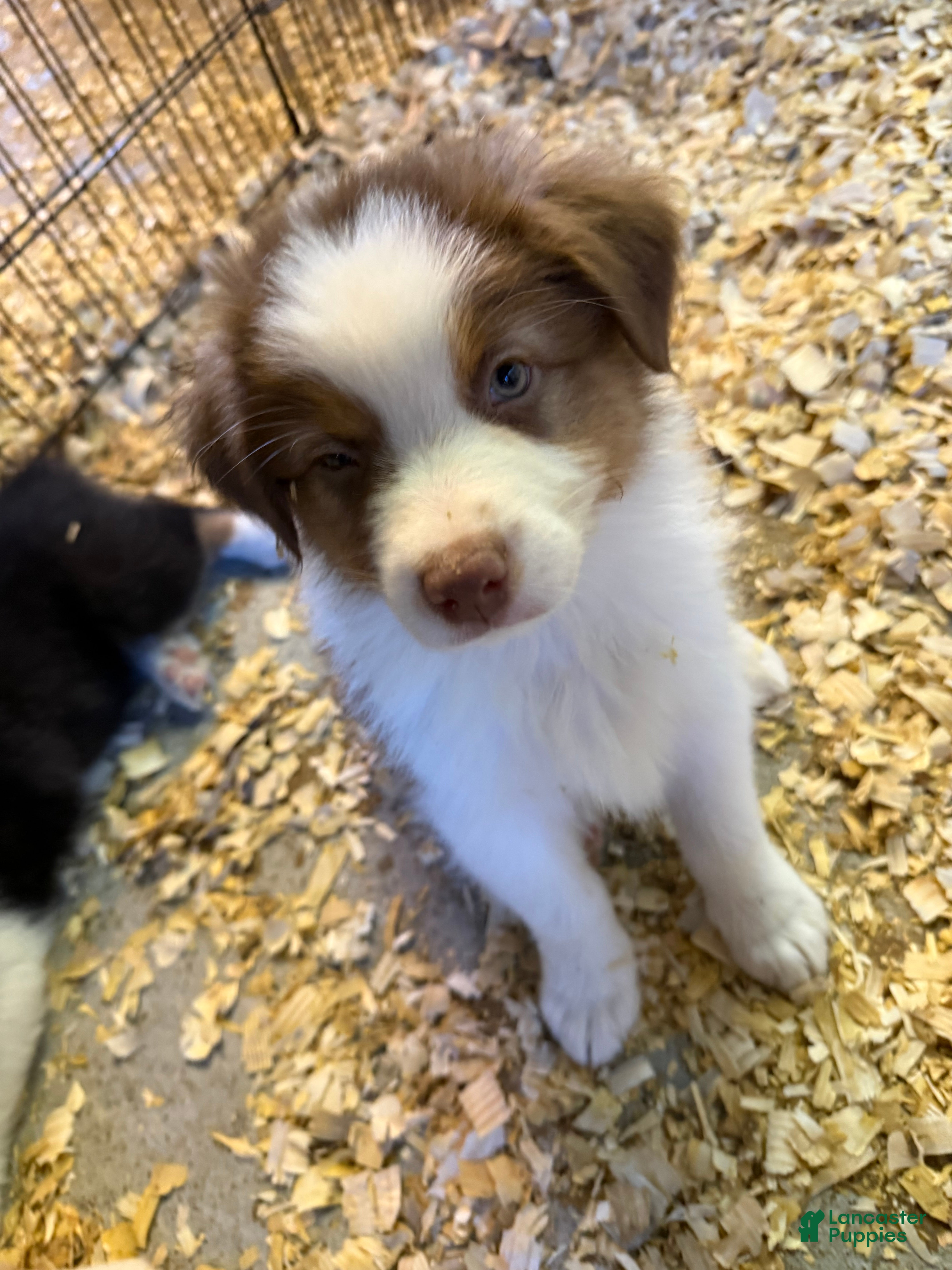 Australian Shepherd dogs Australian Shepherd Puppy 2 - Ad 4