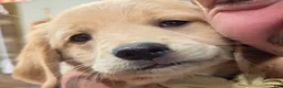 Golden Retriever dogs for sale: Maple - Ad 4