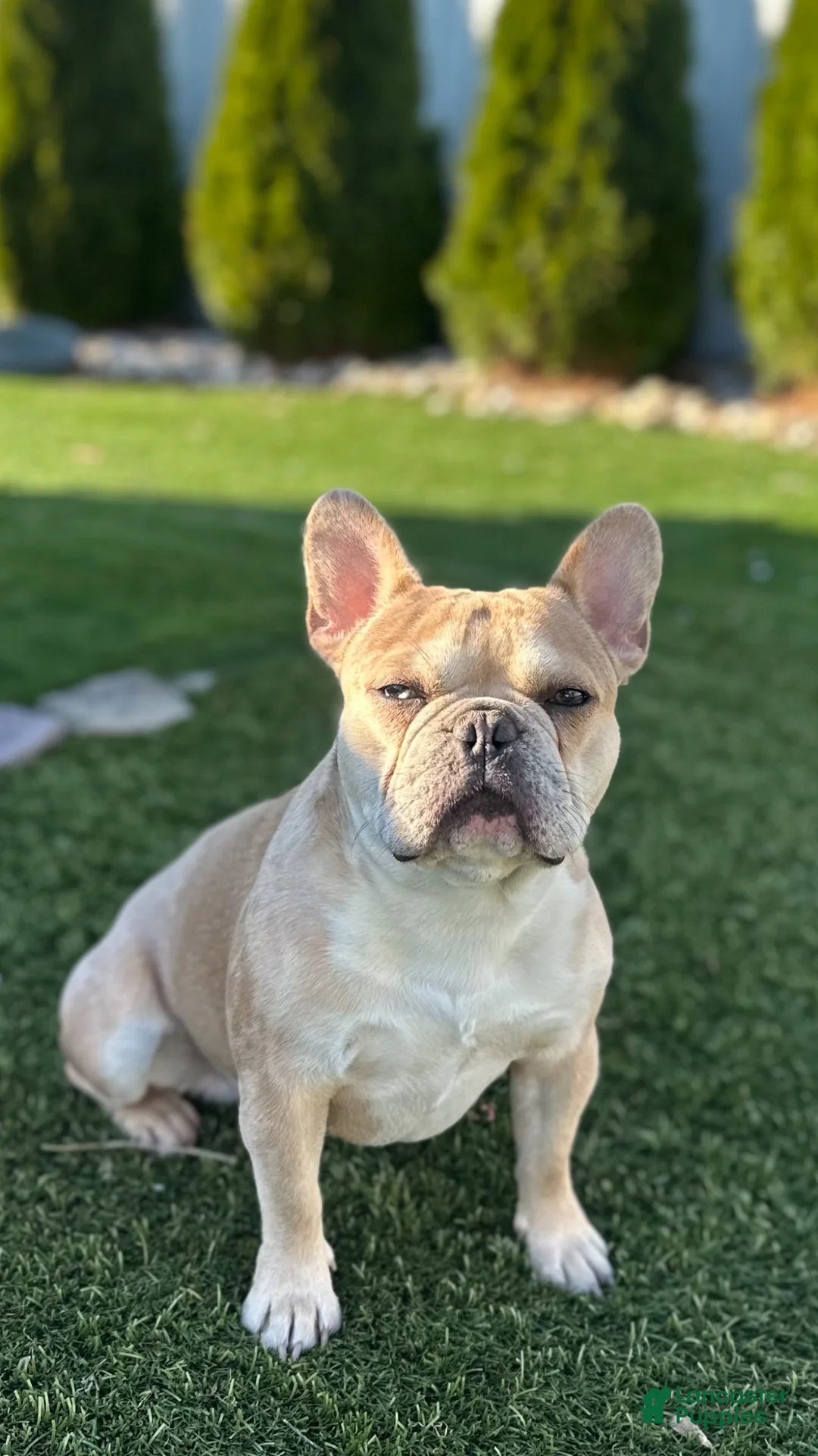 French Bulldog dogs for stud: King Midas (King) - Stud - Ad 2