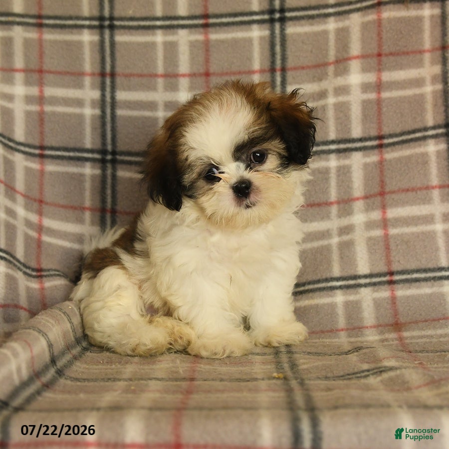 Shih Tzu dogs Sera - Ad 1