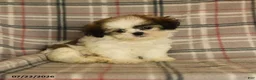 Shih Tzu dogs for sale: Sera - Ad 1