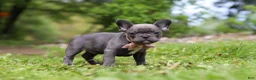 French Bulldog dogs for sale: Darla - Ad 7