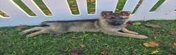 German Shepherd dogs for sale: German Shepherd 5 - Ad 6