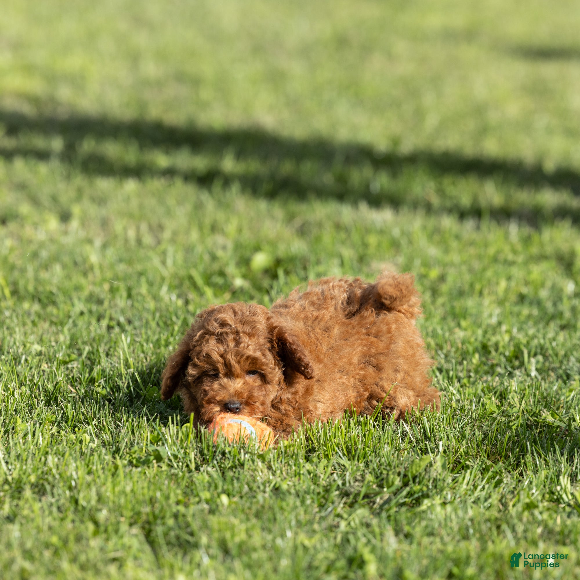 Miniature Poodle dogs Euphoria  - Ad 2