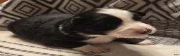 Australian Shepherd dogs for sale: Deja - Ad 2