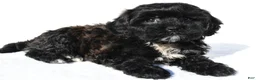 Shihpoo dogs for sale: Roxy - Ad 3