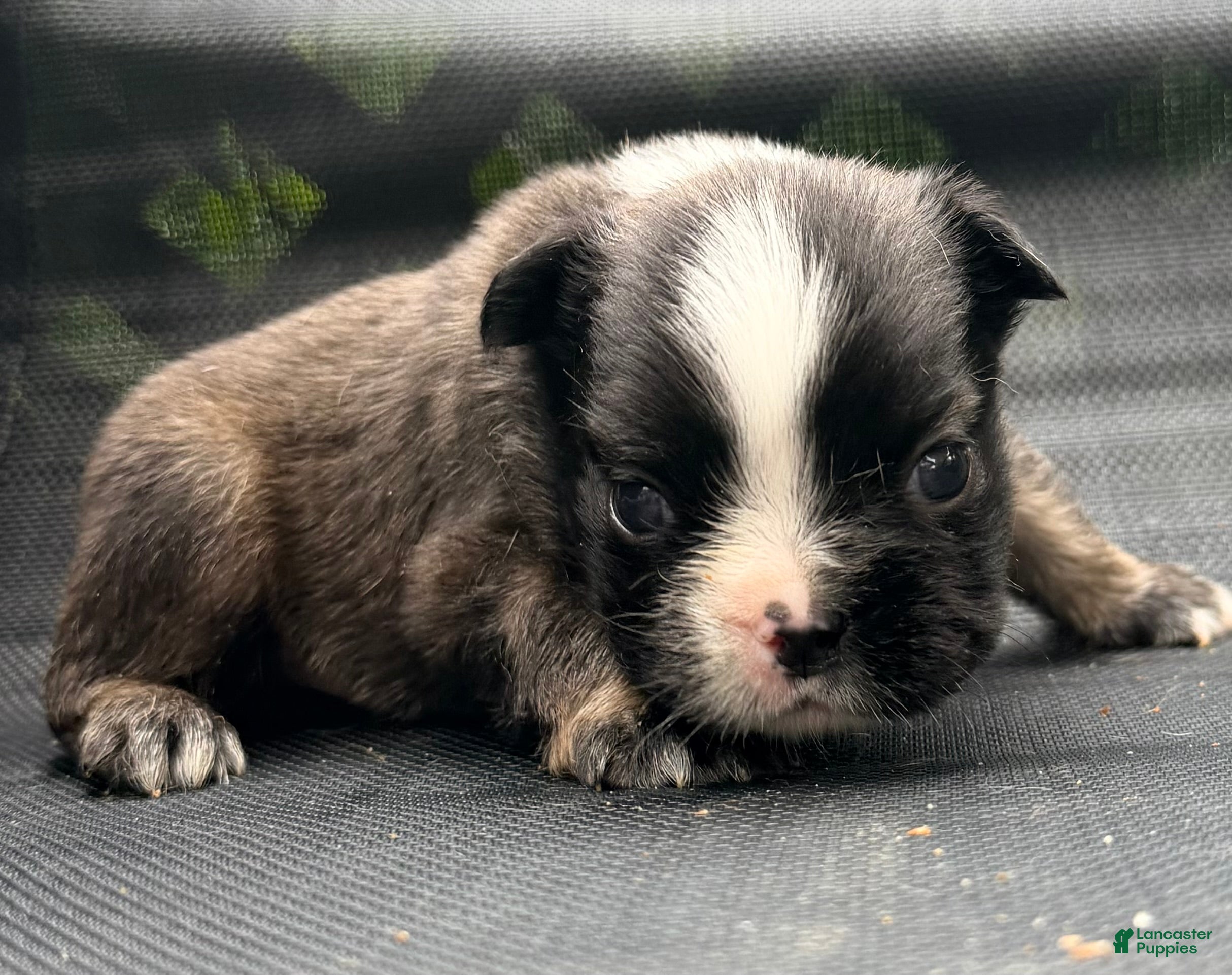 French Bulldog dogs Stan - Ad 2