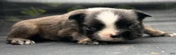 French Bulldog dogs for sale: Stan - Ad 2
