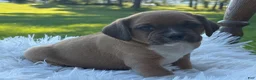 Puggle dogs for sale: Poppy - Ad 4