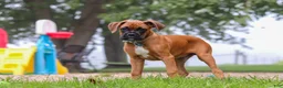 Boxer dogs for sale: Russell - Ad 7