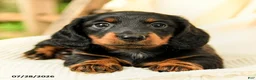 Miniature Dachshund dogs for sale: Danika - Ad 4