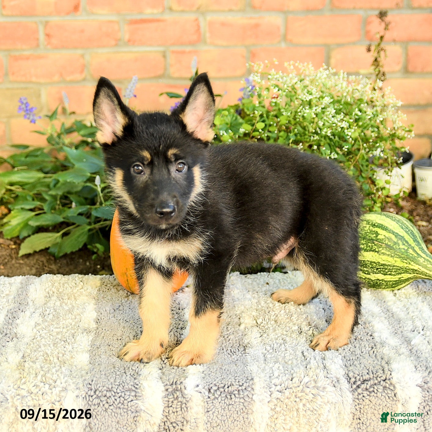 Gerberian Shepsky dogs for sale: Tristan - Ad 4