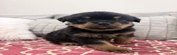 Rottweiler dogs for sale: Pink female  - Ad 6