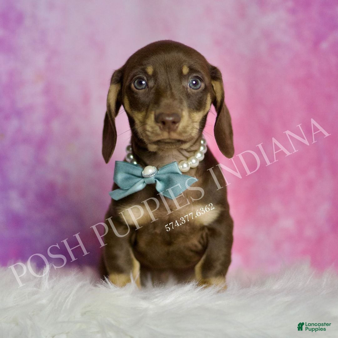 Miniature Dachshund dogs for sale: Oscar - Ad 3