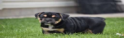 Beabull dogs for sale: Max - Ad 10